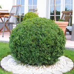 Buxbaum, Granitrondell in Frankfurt Buxbaum, Granitrondell